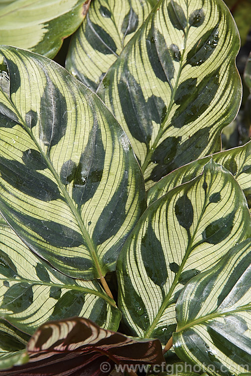 Peacock Plant or Cathedral. Windows (<i>Calathea makoyana</i>), a Brazilian evergreen rhizomatous perennial often grown as a house plant. The leaves are up to 35cm long. It is closely related to the prayer plants (<i>Maranta spp</i>).