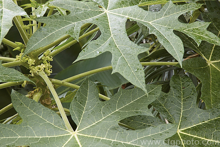 The foliage and clustered flowers of the Papaya or Pawpaw (<i>Carica papaya</i>), a soft-wooded evergreen shrub or tree native of tropical South America now widely cultivated throughout the tropics and subtropics for its edible fruit. Order: Brassicales, Family: Caricaceae