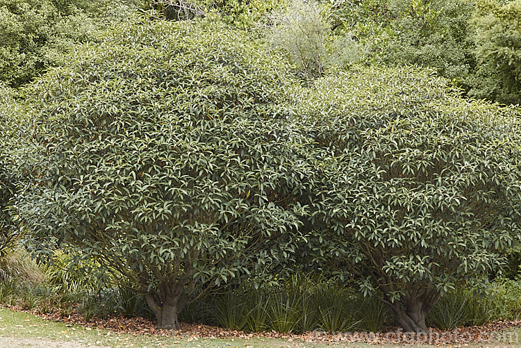 Pittosporum dallii, a rare New Zealand evergreen shrub found only in the north-west of Nelson province in the South Island It is the only New Zealand Pittosporum with white flowers and serrated leaves. Order: Apiales, Family: Pittosporaceae