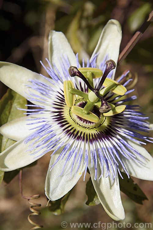 Blue Passionflower (<i>Passiflora caerulea</i>), an evergreen late spring- and summer-flowering climber native to Brazil and Argentina. Although beautiful and fairly hardy, it can be very invasive in a suitable climate. passiflora-2478htm'>Passiflora. <a href='passifloraceae-plant-family-photoshtml'>Passifloraceae</a>.