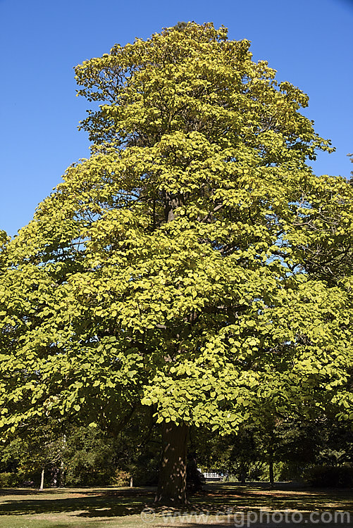 The autumn foliage of the Indian. Bean or Eastern Catalpa (<i>Catalpa bignonioides</i>), a summer-flowering 15m tall deciduous tree native to the eastern United States. catalpa-2420htm'>Catalpa. <a href='bignoniaceae-plant-family-photoshtml'>Bignoniaceae</a>.