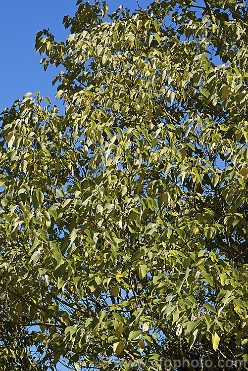 Paper. Mulberry (<i>Broussonetia papyrifera</i>) in autumn. This deciduous shrub or tree is up to 15m tall. Native to Japan and China, it has catkin flowers and orange-red fruit. The inner bark fibres make fine paper. The leaves of young plants may be a simple broad lance-shape. This sometimes lasts into adulthood, as seen here, but most mature tree have foliage with three very distinctive lobes. broussonetia-2609htm'>Broussonetia. Order: Rosales, Family: Moraceae