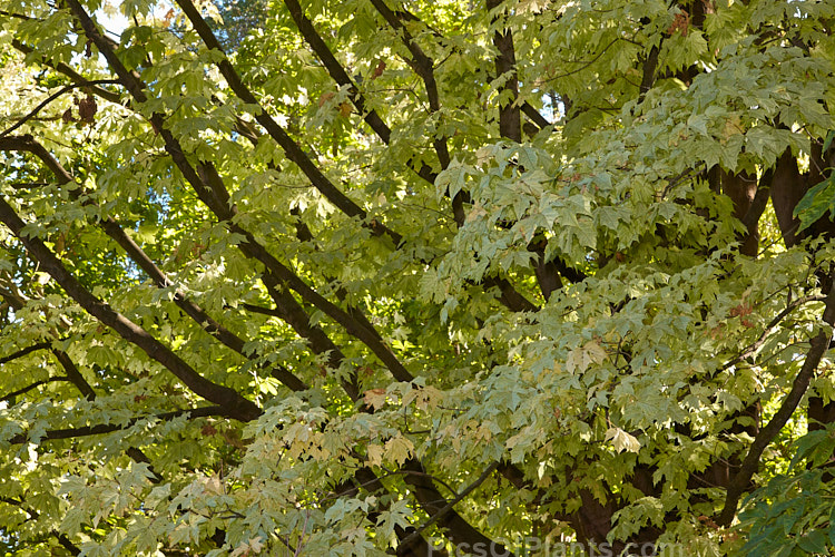 The autumn foliage of <i>Acer platanoides</i> 'Walderseei', a fairly rare German cultivar of the Norway Maple raised in 1904. It foliage is light green speckled with cream and turns pale yellow in autumn. Order Sapindales, Family: Sapindaceae