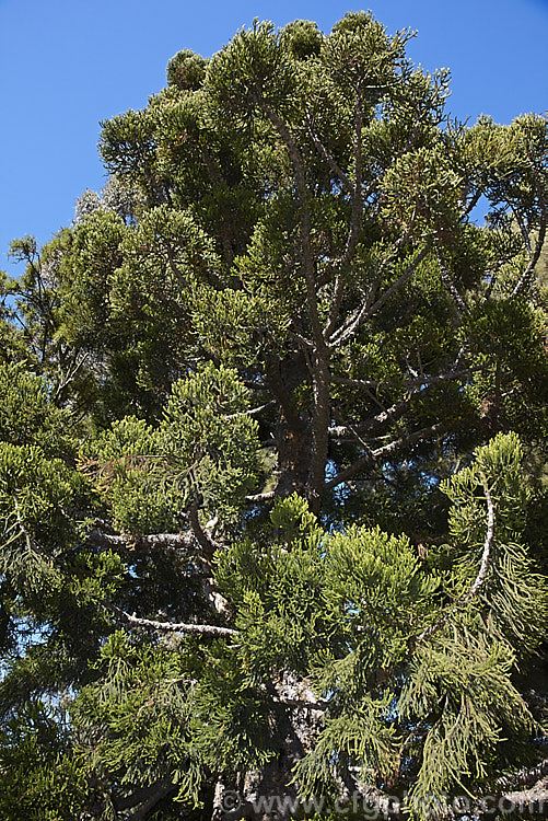 Hoop Pine or Moreton Bay Pine (<i>Araucaria cunninghamii</i>), an evergreen coniferous tree native to the east coast of Australia. A variety also occurs in New Guinea. When mature, it is similar to the Norfolk Island Pine (<i>Araucaria heterophylla</i>) but it does not have the rigidly symmetrical juvenile habit of A heterophylla. Order: Pinales, Family: Araucariaceae