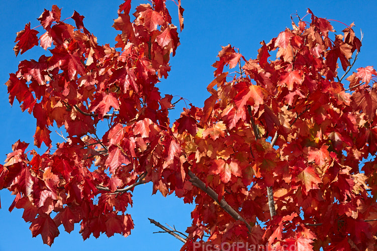 The autumn foliage of the Sugar Maple (<i>Acer saccharum</i>), a species widespread in North America. The sap is tapped for maple syrup and the strong, often beautifully grained, timber has many uses. The autumnal Sugar Maple leaf is the national symbol of Canada. Order Sapindales, Family: Sapindaceae