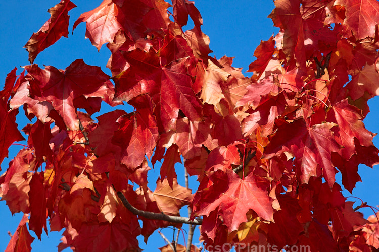 The autumn foliage of the Sugar Maple (<i>Acer saccharum</i>), a species widespread in North America. The sap is tapped for maple syrup and the strong, often beautifully grained, timber has many uses. The autumnal Sugar Maple leaf is the national symbol of Canada. Order Sapindales, Family: Sapindaceae