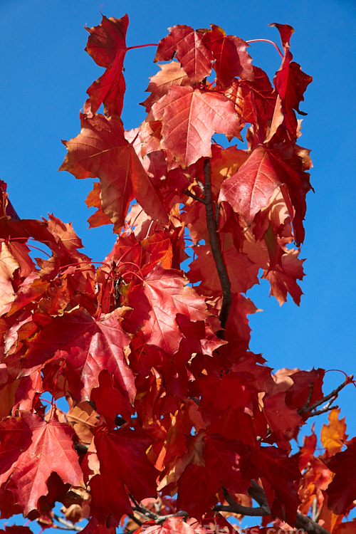 The autumn foliage of the Sugar Maple (<i>Acer saccharum</i>), a species widespread in North America. The sap is tapped for maple syrup and the strong, often beautifully grained, timber has many uses. The autumnal Sugar Maple leaf is the national symbol of Canada. Order Sapindales, Family: Sapindaceae