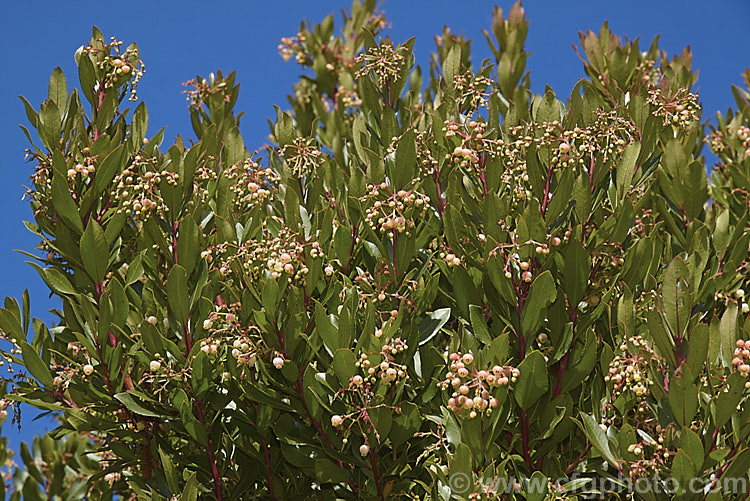 The mature foliage and flowers of Canary Island Strawberry Tree (<i>Arbutus canariensis</i>), an evergreen shrub or small tree native to the Canaries. Its pale pink flowers appear in autumn and spring and are followed by warty, globular, bright orange fruit. Order: Ericales, Family: Ericaceae