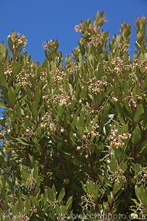 The mature foliage and flowers of Canary Island Strawberry Tree (<i>Arbutus canariensis</i>), an evergreen shrub or small tree native to the Canaries. Its pale pink flowers appear in autumn and spring and are followed by warty, globular, bright orange fruit. Order: Ericales, Family: Ericaceae