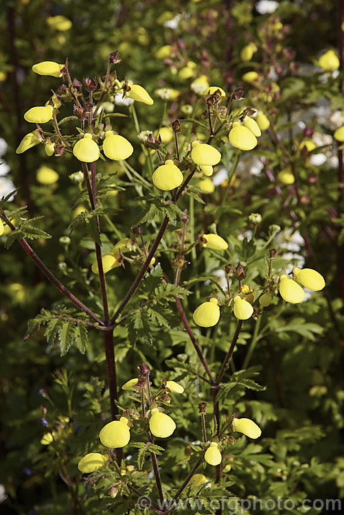 Calceolaria mexicana, a 20-50cm tall summer- to autumn-flowering annual found from Mexico to Bolivia. Its flowers are borne in open heads, mainly at the top of the plant, above the lobed and toothed foliage. It flowers well in sun or light shade.