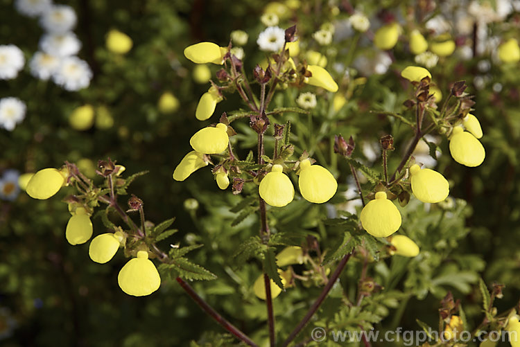 Calceolaria mexicana, a 20-50cm tall summer- to autumn-flowering annual found from Mexico to Bolivia. Its flowers are borne in open heads, mainly at the top of the plant, above the lobed and toothed foliage. It flowers well in sun or light shade.