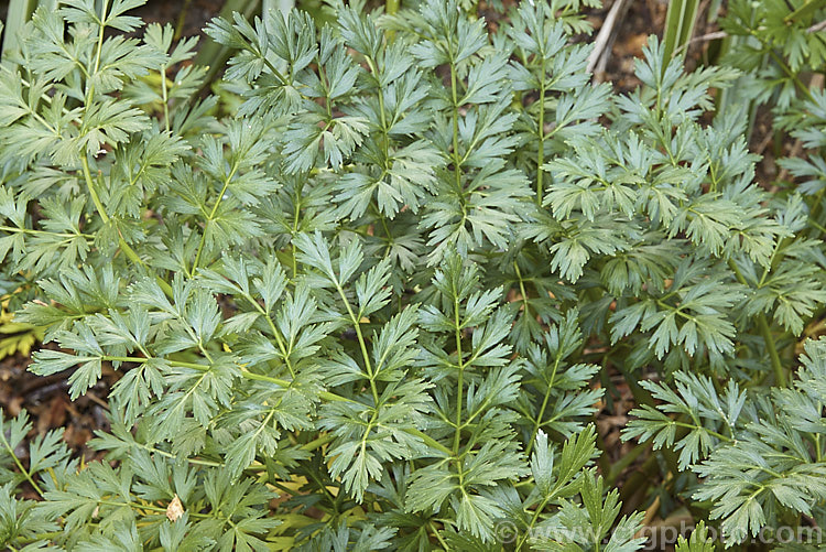 Kopoti (<i>Anisotome aromatica var. incisa</i>), a small perennial related to the carrots, found in alpine places throughout New Zealand. The flowers are aromatic. Variety incisa is considerably larger than the typical species form, being up to 50cm tall, with leaves to 20cm long. anisotome-2341htm'>Anisotome.