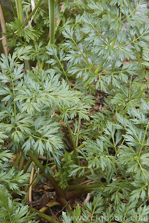 Kopoti (<i>Anisotome aromatica var. incisa</i>), a small perennial related to the carrots, found in alpine places throughout New Zealand. The flowers are aromatic. Variety incisa is considerably larger than the typical species form, being up to 50cm tall, with leaves to 20cm long. anisotome-2341htm'>Anisotome.