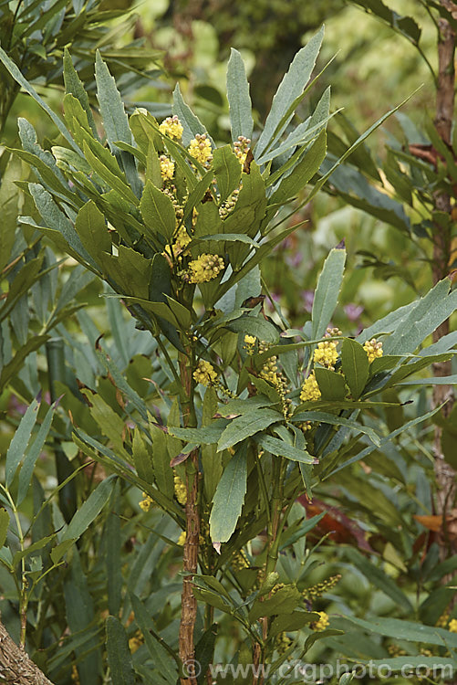 Mahonia fortunei, an erect cane-stemmed evergreen shrub native to China. It grows to around 2m high and produces small sprays of yellow flowers in autumn followed by small fruits. Its pinnate foliage is composed of narrow, very shallowly lobed leaflets with only tiny spines. Order: Ranunculales, Family: Berberidaceae