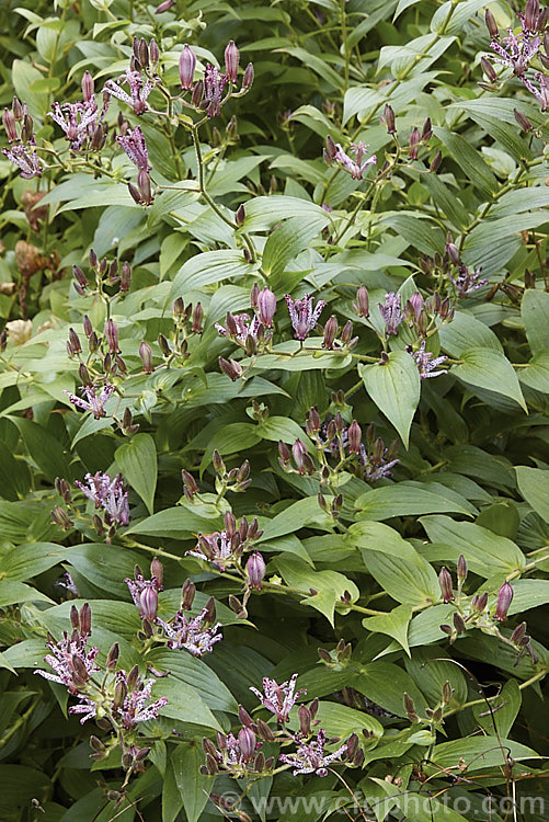 Tricyrtis formosana, a Toad. Lily native to Taiwan. Toad lilies are sprawling autumn-flowering perennials native to temperate. East Asia. Tricyrtis formosana can reach 12m high and up to 2m wide and its somewhat downy foliage remains deep green further into autumn than that of most species. tricyrtis-2303htm'>Tricyrtis. <a href='liliaceae-plant-family-photoshtml'>Liliaceae</a>.