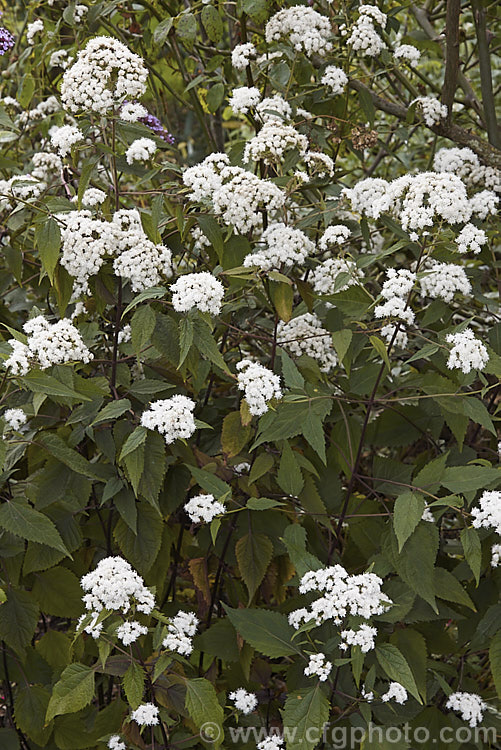 <i>Ageratina altissima</i> (syn. <i>Eupatorium rugosum</i>) 'Chocolate', a cultivar of White Snakeroot, a 15-2m tall, white-flowered, late summer- to autumn-flowering perennial native to eastern North America 'Chocolate' is so-named for its dark purple-bronze foliage, though this is only seen at its best if the plant is grown in full sun. Order: Asterales, Family: Asteraceae