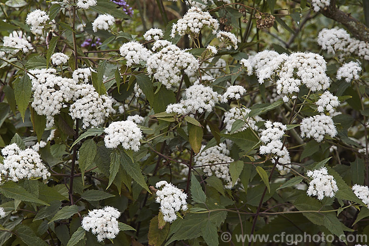 <i>Ageratina altissima</i> (syn. <i>Eupatorium rugosum</i>) 'Chocolate', a cultivar of White Snakeroot, a 15-2m tall, white-flowered, late summer- to autumn-flowering perennial native to eastern North America 'Chocolate' is so-named for its dark purple-bronze foliage, though this is only seen at its best if the plant is grown in full sun. Order: Asterales, Family: Asteraceae