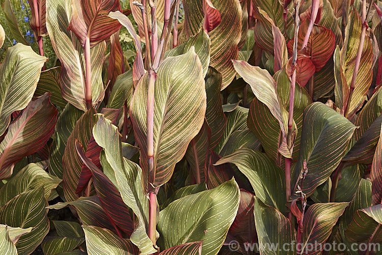 The late foliage colour (just before browning</i>) of Canna x generalis 'Tropicanna', one of the many cultivars of this group of hybrid rhizomatous perennials of species from the American tropics and subtropics 'Tropicanna' has bright orange flowers but is really grown more for its boldly marked foliage. Order: Zingiberales, Family: Cannaceae