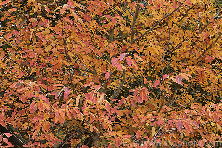 The autumn foliage of Amelanchier spicata, a spring-flowering deciduous shrub native to northeastern North America. It grows to around 2m tall and the white flowers are followed by small purple-black fruit. The autumn foliage colour can be brilliant. Order: Rosales, Family: Rosaceae