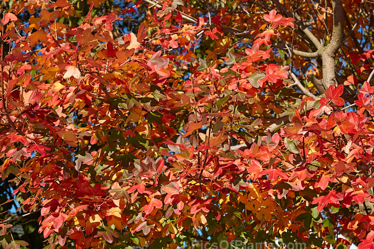 Autumn foliage of the Montpellier Maple (<i>Acer monspessulanum</i>), a 12m tall deciduous tree found from southeast Europe to western Asia, with small 3-lobed leaves. It is allied to the Field Maple (<i>Acer campestre</i>) but quite easily distinguished by its shallower, rounded leaf lobes. The autumn foliage often tends to be just a dull yellow, but it good years the tree can develop brilliant gold, orange and red tones. The small red samara (sycamores</i>) are attractive. The common name may also be spelt with one l: Montpelier Maple. Order Sapindales, Family: Sapindaceae Autumn foliage of the Montpellier Maple (<i>Acer monspessulanum</i>), a 12m tall deciduous tree found from southeast Europe to western Asia, with small 3-lobed leaves. It is allied to the Field Maple (<i>Acer campestre</i>) but quite easily distinguished by its shallower, rounded leaf lobes. The autumn foliage often tends to be just a dull yellow, but it good years the tree can develop brilliant gold, orange and red tones. The small red samara (sycamores</i>) are attractive. The common name may also be spelt with one l: Montpelier Maple. Order Sapindales, Family: Sapindaceae