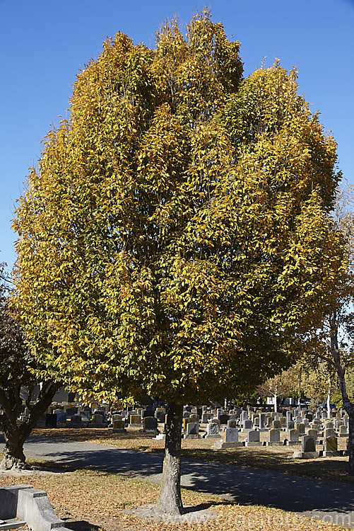 The Common Hornbeam or European Hornbeam (<i>Carpinus betulus</i>) in autumn. This deciduous tree up to 20m tall is found through much of Eurasia. There are many cultivated forms. Order: Fagales, Family: Betulaceae