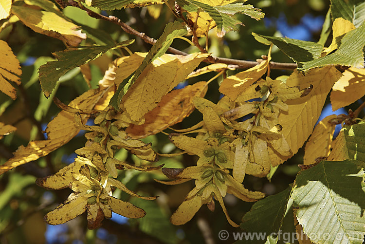 The mature seed catkins of the Common Hornbeam or European Hornbeam (<i>Carpinus betulus</i>) with the drying foliage in autumn. This deciduous tree up to 20m tall is found through much of Eurasia. There are many cultivated forms. Order: Fagales, Family: Betulaceae