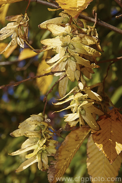 The mature seed catkins of the Common Hornbeam or European Hornbeam (<i>Carpinus betulus</i>) with the drying foliage in autumn. This deciduous tree up to 20m tall is found through much of Eurasia. There are many cultivated forms. Order: Fagales, Family: Betulaceae