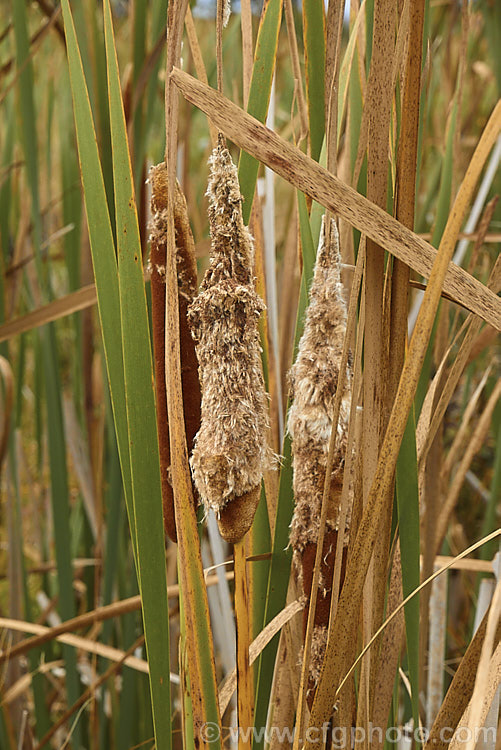 The seedheads of Raupo or Bulrush (<i>Typha orientalis</i>) in autumn just before they break up and shed their seeds to the wind. This marginal aquatic perennial grows in shallow still water and is found in Southeast Asia,Australia and New Zealand typha-3379htm'>Typha. <a href='typhaceae-plant-family-photoshtml'>Typhaceae</a>.