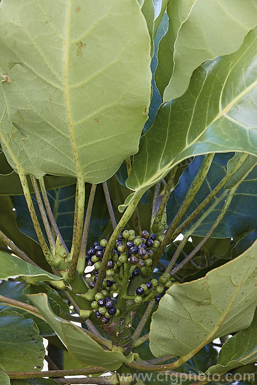 The foliage and fruit of the Puka or Pukanui (<i>Meryta sinclairii</i>), a very large-leaved evergreen tree native to islands of the northern coasts of New Zealand. The tree grows to around 6m tall with leaves over 40cm long. meryta-3143htm'>Meryta. Order: Apiales, Family: Araliaceae