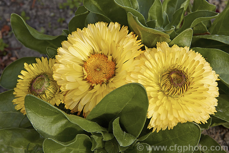 A lemon yellow, semi-double-flowered form of Pot. Marigold or Scotch Marigold (<i>Calendula officinalis</i>), an annual or short-lived perennial that flowers in winter and early spring. It has extensive herbal and medicinal uses.