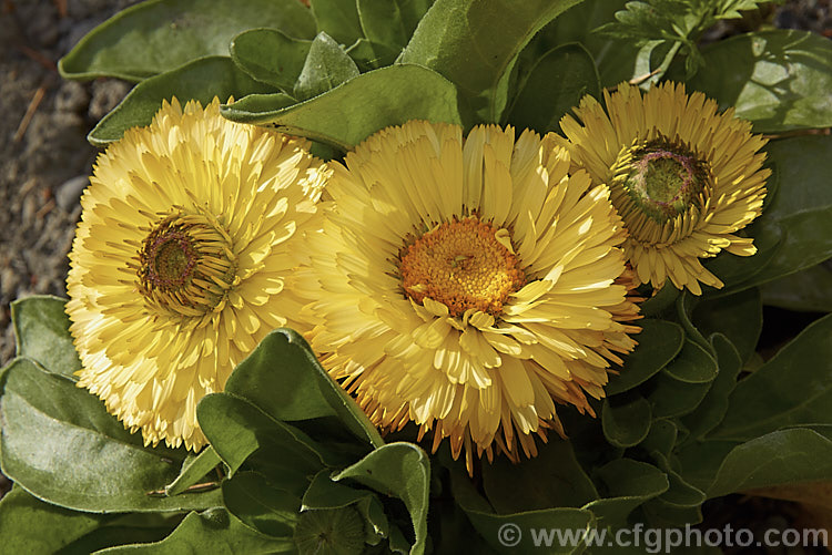 A lemon yellow, semi-double-flowered form of Pot. Marigold or Scotch Marigold (<i>Calendula officinalis</i>), an annual or short-lived perennial that flowers in winter and early spring. It has extensive herbal and medicinal uses.