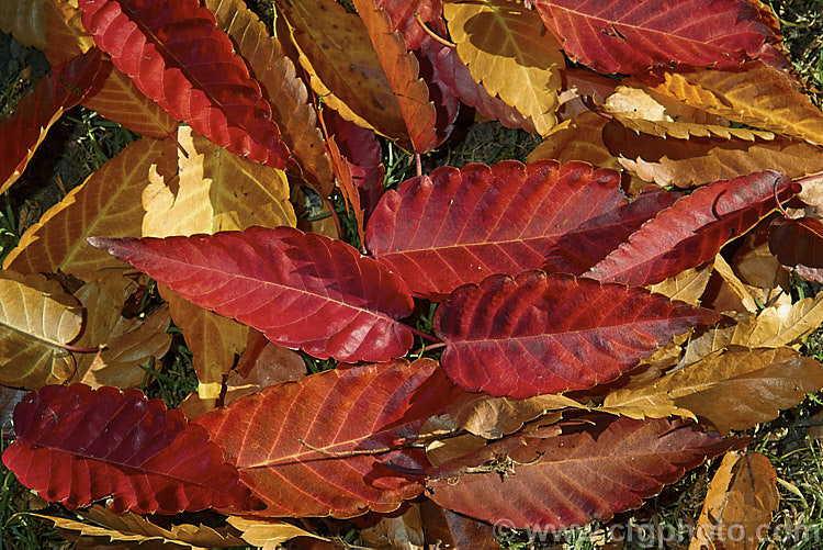 Fallen autumn leaves of the Saw-leaf. Zelkova or Japanese Zelkova (<i>Zelkova serrata</i>), a 20-35m tall deciduous tree native to Japan, eastern China and Taiwan. The leaved often develop their most intense only after having fallen from the tree. Order: Rosales, Family: Ulmaceae