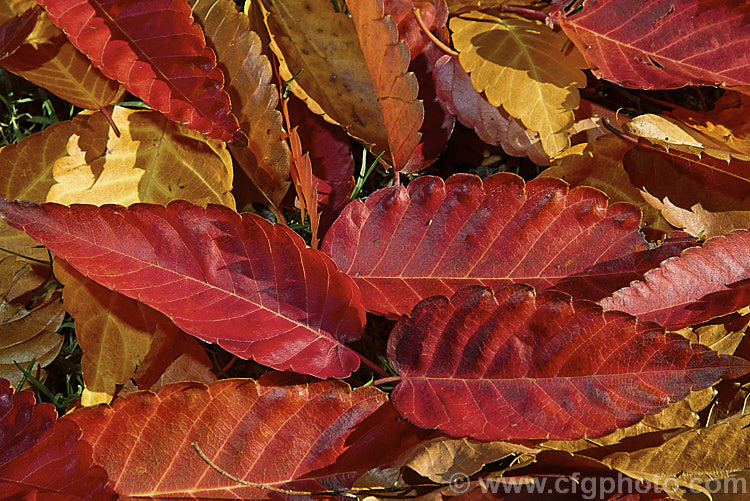 Fallen autumn leaves of the Saw-leaf. Zelkova or Japanese Zelkova (<i>Zelkova serrata</i>), a 20-35m tall deciduous tree native to Japan, eastern China and Taiwan. The leaved often develop their most intense only after having fallen from the tree. Order: Rosales, Family: Ulmaceae