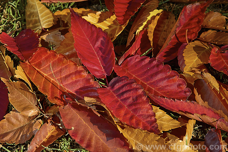 Fallen autumn leaves of the Saw-leaf. Zelkova or Japanese Zelkova (<i>Zelkova serrata</i>), a 20-35m tall deciduous tree native to Japan, eastern China and Taiwan. The leaved often develop their most intense only after having fallen from the tree. Order: Rosales, Family: Ulmaceae