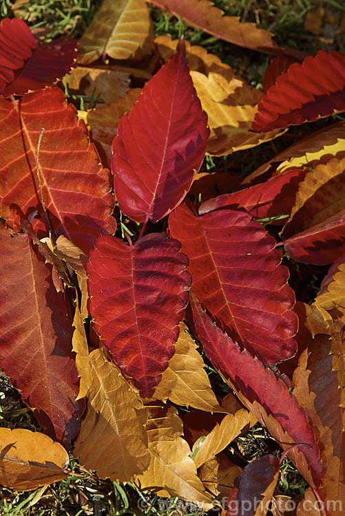 Fallen autumn leaves of the Saw-leaf. Zelkova or Japanese Zelkova (<i>Zelkova serrata</i>), a 20-35m tall deciduous tree native to Japan, eastern China and Taiwan. The leaved often develop their most intense only after having fallen from the tree. Order: Rosales, Family: Ulmaceae