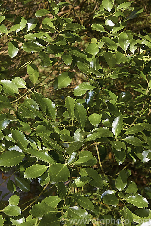 The mature foliage of Pukatea (<i>Laurelia novae-zelandiae</i>), a 20-30m tall tree native to New Zealand, where it occurs throughout the lowlands of the North Island and northern South Island The leaves are up to 75mm long and its rather inconspicuous flowers are followed by dry fruits (achenes</i>). laurelia-3065htm'>Laurelia. <a href='atherospermataceae-plant-family-photoshtml'>Atherospermataceae</a>.