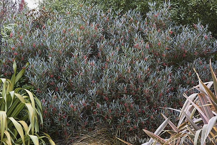 Grevillea victoriae, one of the hardiest species of grevilleas, this evergreen shrub grows to around 35m tall with a somewhat wider spread. It is native to eastern Australia and flowers from autumn to mid-spring