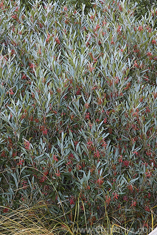 Grevillea victoriae, one of the hardiest species of grevilleas, this evergreen shrub grows to around 35m tall with a somewhat wider spread. It is native to eastern Australia and flowers from autumn to mid-spring