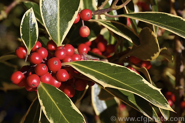 Ilex aquifolium Argentea Marginata photo at Pictures of Plants stock ...