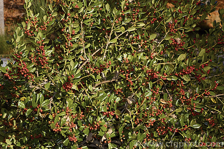 Ilex cornuta 'Dazzler', a compact, upright and heavy-fruiting female cultivar of a Chinese and Korean evergreen shrub that grows to around 4m tall. Order: Aquifoliales, Family: Aquifoliaceae