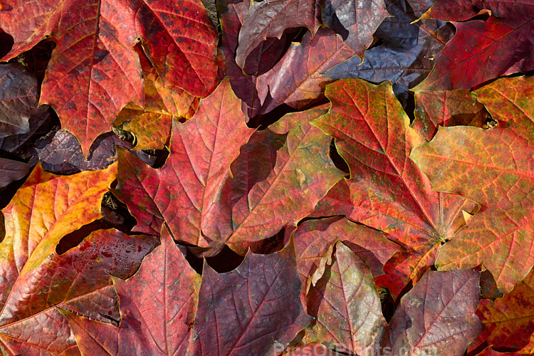 Fallen autumn leaves of <i>Acer platanoides</i> 'Schwedleri' (syn. <i>Acer platanoides</i> var. <i>schwedleri</i>), a cultivar of the Norway Maple that has purple-bronze foliage with rolled under (revolute</i>) margins. Order Sapindales, Family: Sapindaceae