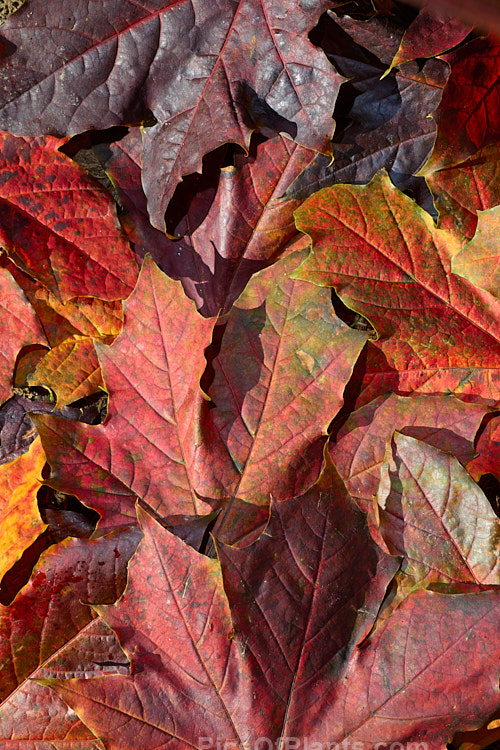 Fallen autumn leaves of <i>Acer platanoides</i> 'Schwedleri' (syn. <i>Acer platanoides</i> var. <i>schwedleri</i>), a cultivar of the Norway Maple that has purple-bronze foliage with rolled under (revolute</i>) margins. Order Sapindales, Family: Sapindaceae