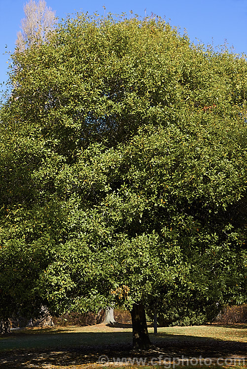 Laurel Oak, Swamp Laurel Oak or Diamond Leaf Oak (<i>Quercus laurifolia</i>), a broad-crowned 25-30m tall tree native to the eastern United States from coastal. Virginia to southeastern Texas. Normally evergreen or semi-evergreen, in cold winters this tree may be briefly deciduous. Its small acorns are borne singly or in pairs. Order: Fagales, Family: Fagaceae