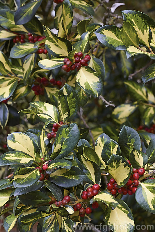 Ilex x altaclerensis 'Lawsoniana', a variegated female sport of 'Hendersonii' that originated at T. Hodgins' nursery in Britain in the mid 1800s. This Highclere holly has foliage that is smooth-edged, sometimes with one or two spines on vestigial lobes. The fruit is a dull red until very ripe and often falls shortly after reaching its brightest colour. Order: Aquifoliales, Family: Aquifoliaceae