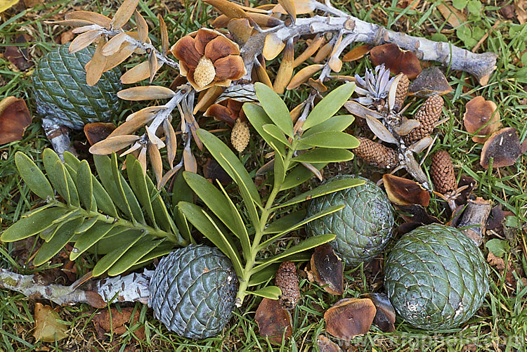 The foliage, cones, seeds, dried microstrobili of Kauri (<i>Agathis australis</i>), along with the remnants of cones that have matured and broken up. The Kauri is the largest New Zealand native tree. It has an extremely strong, durable wood that is excellent for high grade furniture and construction. Its thick, leathery leaves and globular cones make it an attractive garden plant when young. Order: Araucariales, Family: Araucariaceae