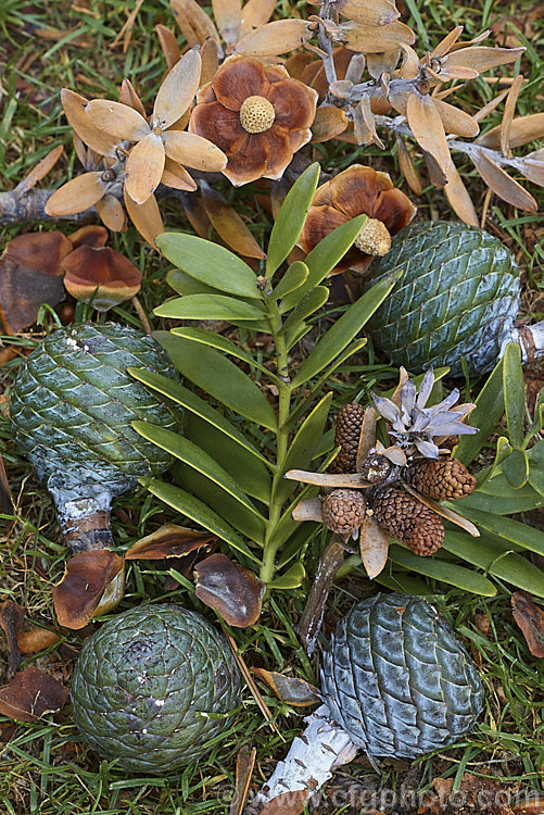 The foliage, cones, seeds, dried microstrobili of Kauri (<i>Agathis australis</i>), along with the remnants of cones that have matured and broken up. The Kauri is the largest New Zealand native tree. It has an extremely strong, durable wood that is excellent for high grade furniture and construction. Its thick, leathery leaves and globular cones make it an attractive garden plant when young. Order: Araucariales, Family: Araucariaceae