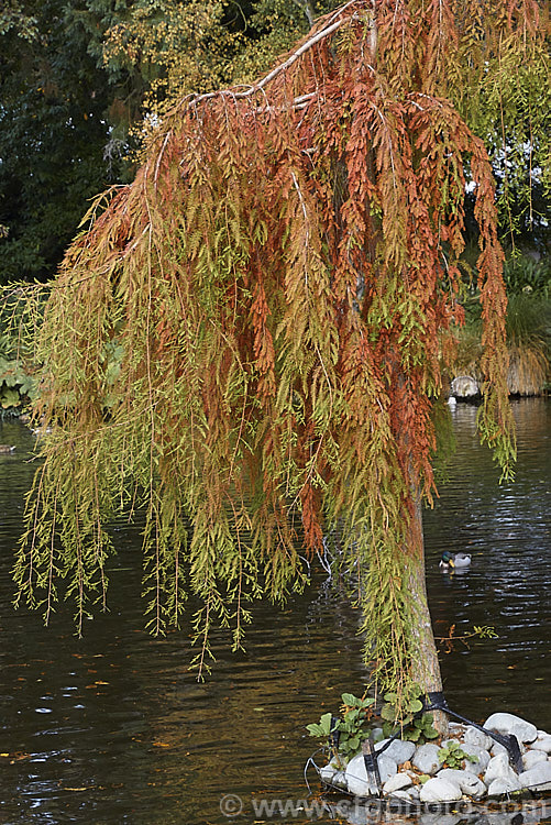 Weeping Swamp Cypress or Weeping Bald. Cypress (<i>Taxodium distichum 'Cascade. Falls'), a cultivar one of the few deciduous conifers. Capable of growing in shallow water, this species is native to the southeast United States 'Cascade. Falls' is grafted onto standard rootstock and will spread as a groundcover once the branches reach the ground. taxodium-2129htm'>Taxodium. Order: Pinales, Family: Cupressaceae