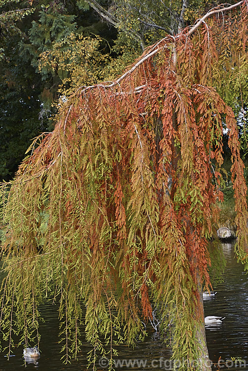 Weeping Swamp Cypress or Weeping Bald. Cypress (<i>Taxodium distichum 'Cascade. Falls'), a cultivar one of the few deciduous conifers. Capable of growing in shallow water, this species is native to the southeast United States 'Cascade. Falls' is grafted onto standard rootstock and will spread as a groundcover once the branches reach the ground. taxodium-2129htm'>Taxodium. Order: Pinales, Family: Cupressaceae