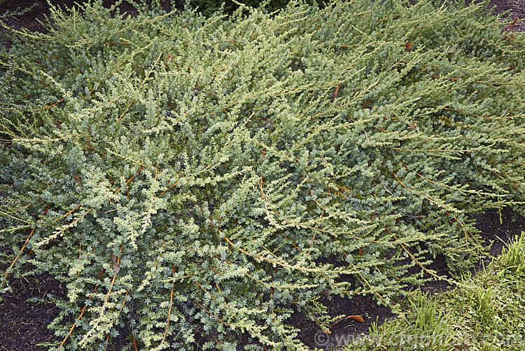 Spreading. Luchu. Juniper (<i>Juniperus taxifolia var. lutchuensis</i>), a prostrate form of a silvery-blue foliaged shrub or tree native to southern Japan. This variety grows to around 25cm high x 3m wide. Order: Pinales, Family: Cupressaceae