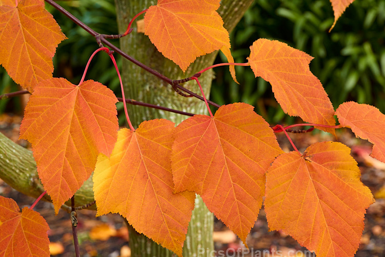 Fallen autumn leaves of <i>Acer capillipes</i>, a 10-13m tall deciduous tree native to Japan. It has pale-striped green bark and is therefore one of the group of species commonly known as snakebark maples. The stems are red-tinted when young and the petioles are also reddish, with the whole leaf developing gold to red tones in autumn. Order Sapindales, Family: Sapindaceae